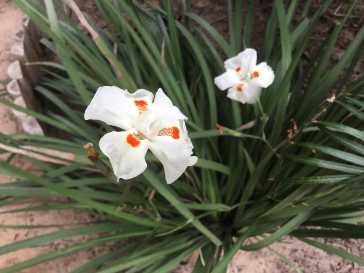לינה וארוחת בוקר קנואה קבראדה Casa Do Jardim מראה חיצוני תמונה