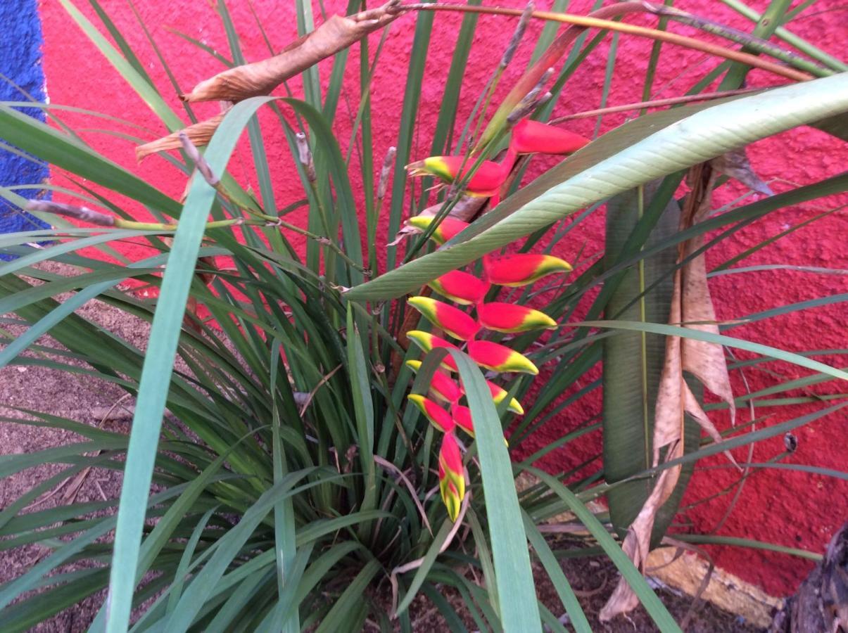 לינה וארוחת בוקר קנואה קבראדה Casa Do Jardim מראה חיצוני תמונה