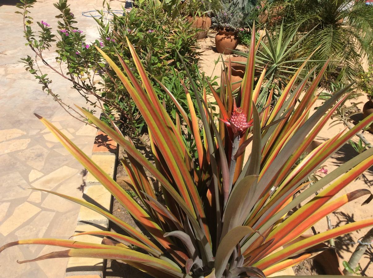 לינה וארוחת בוקר קנואה קבראדה Casa Do Jardim מראה חיצוני תמונה